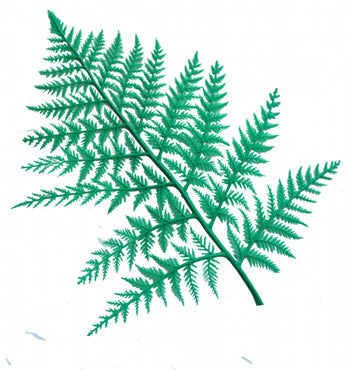 GREEN DISPLAY FERNS(12)
