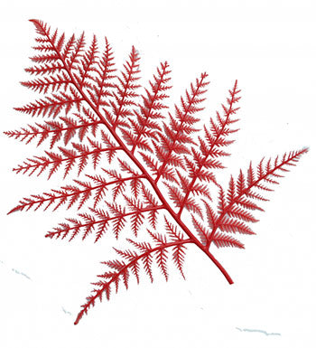 RED DISPLAY FERNS(12)
