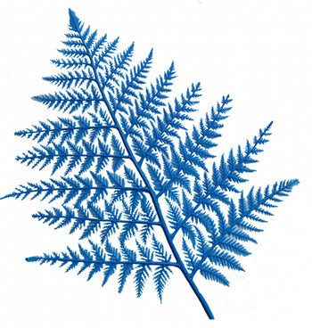 BLUE DISPLAY FERNS(12)