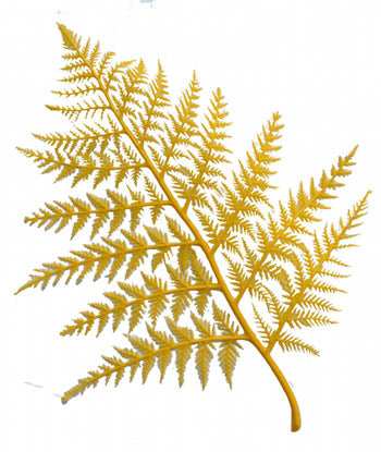 YELLOW DISPLAY FERNS(12)