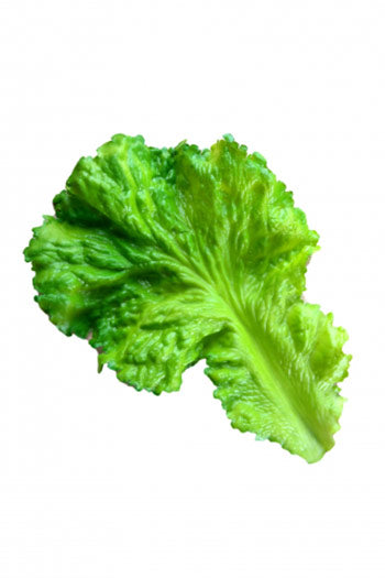 LETTUCE LEAVES